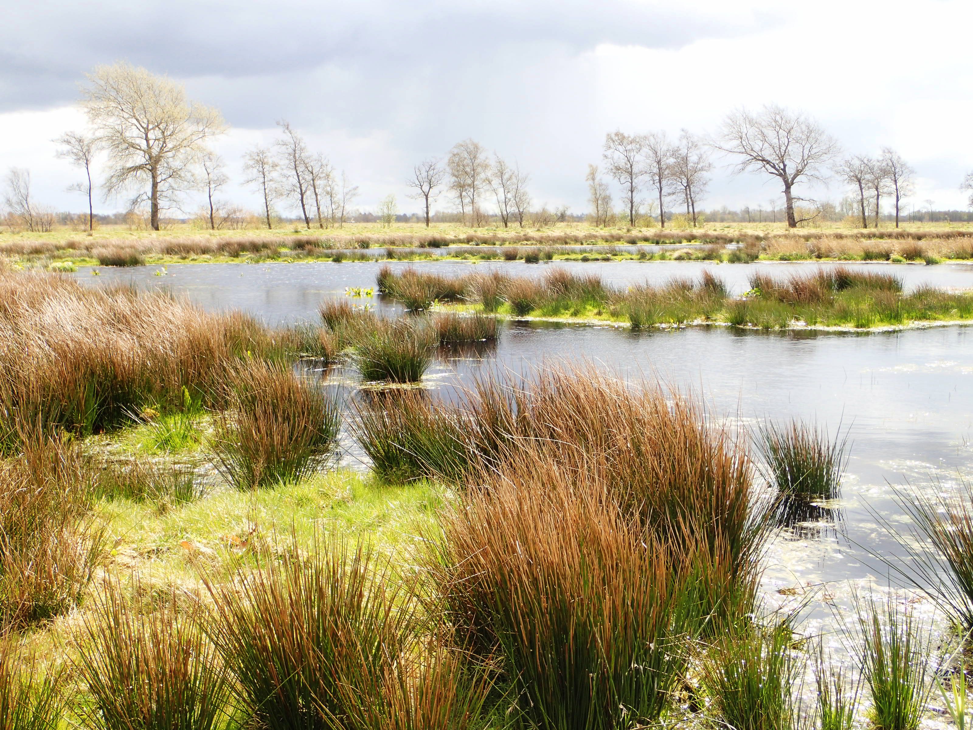 weite Moor-Landschaft mit Büschen vorne, Wasser und einigen Bäumen im Hintergrund