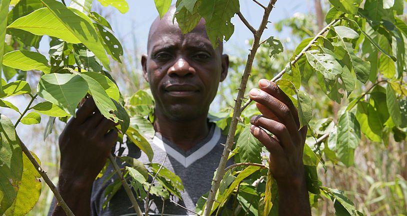 Mann in einem grünen Feld im Nationalpark Uganda